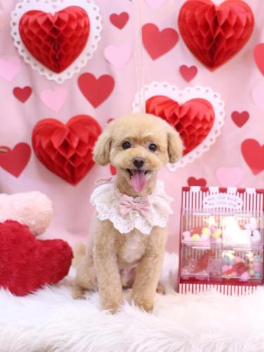 20240227ぽっきーくん